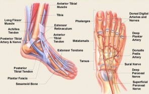 anatomy-foot-2